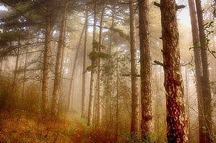 brown trees with misty fog