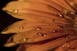 water droplets on orange petaled flower HD wallpaper