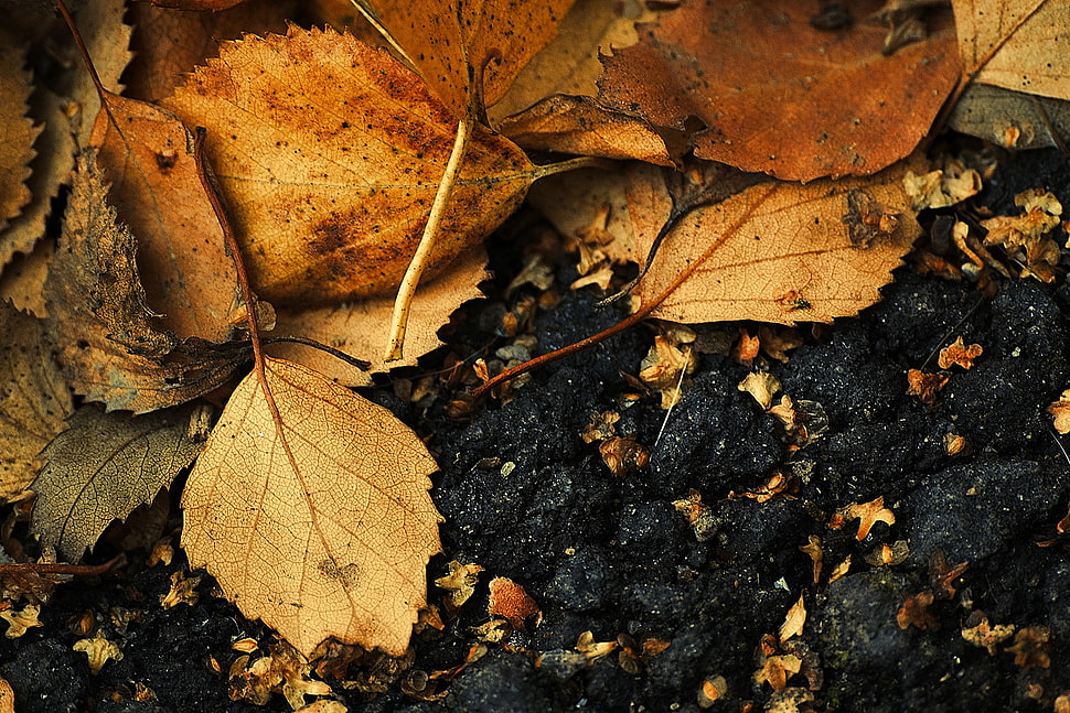 dried leaves, macro HD wallpaper