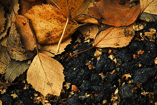 dried leaves, macro