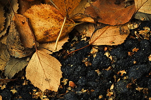 dried leaves, macro HD wallpaper