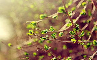 macro photography of leaves HD wallpaper