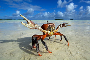 shallow focus photography of orange crab HD wallpaper