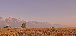 brown barn on greenfield under blue sky, usa, wyoming, grand teton np, mormon row