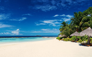 body of water and green coconut tree, beach, sky, palm trees, horizon