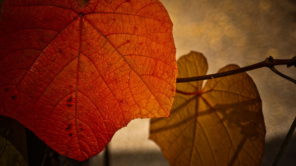 red and black plaid textile, leaves, macro, plants HD wallpaper