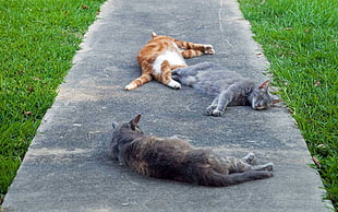 three assorted color cats lying on ground