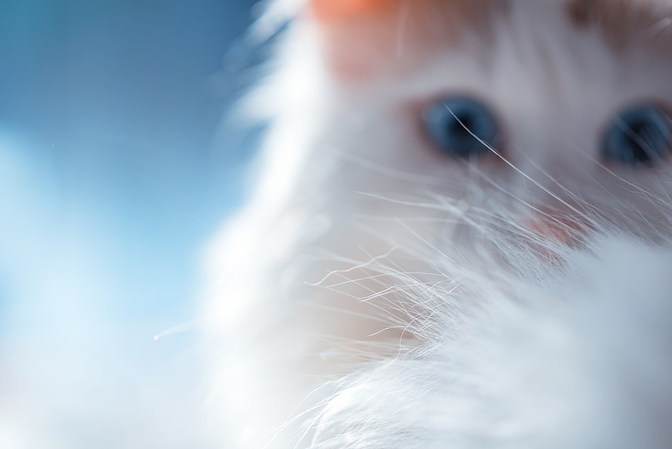 closeup photography of kitten white fur, cat HD wallpaper