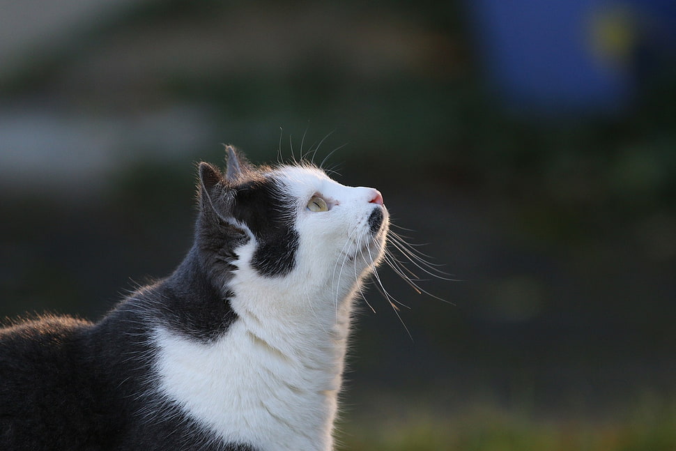 adult tuxedo cat HD wallpaper