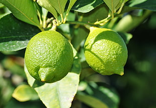 green lemon focus photography HD wallpaper