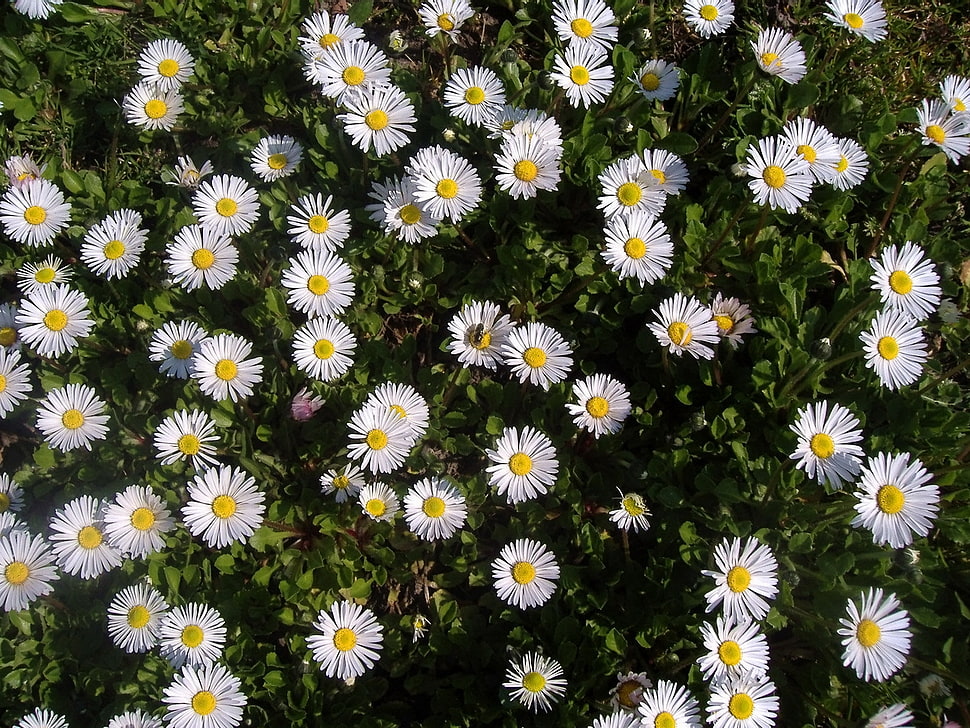 photo of white Daisy flowers with leaves HD wallpaper