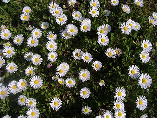 photo of white Daisy flowers with leaves