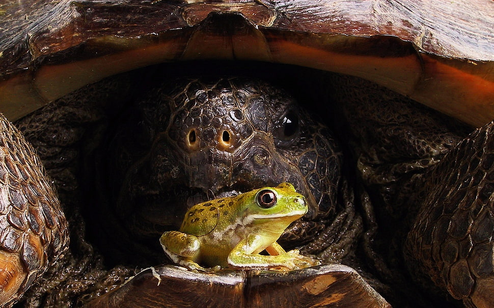 green frog and brown sea turtle HD wallpaper