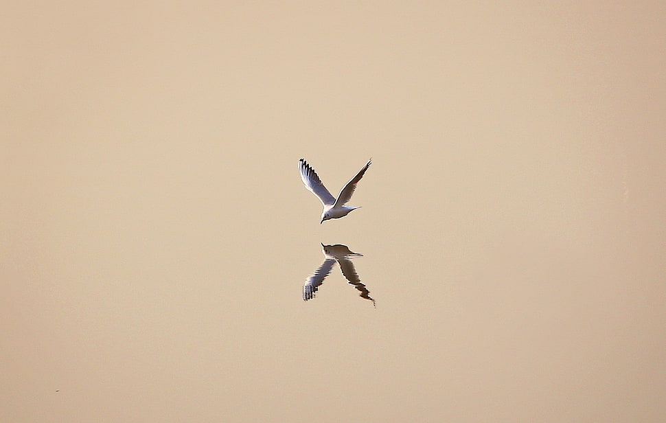illustration of white bird with reflection, minimalism, simple background, animals, birds HD wallpaper