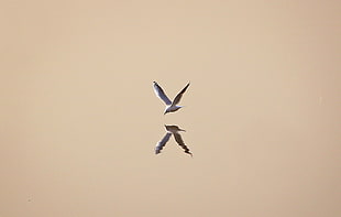 illustration of white bird with reflection, minimalism, simple background, animals, birds