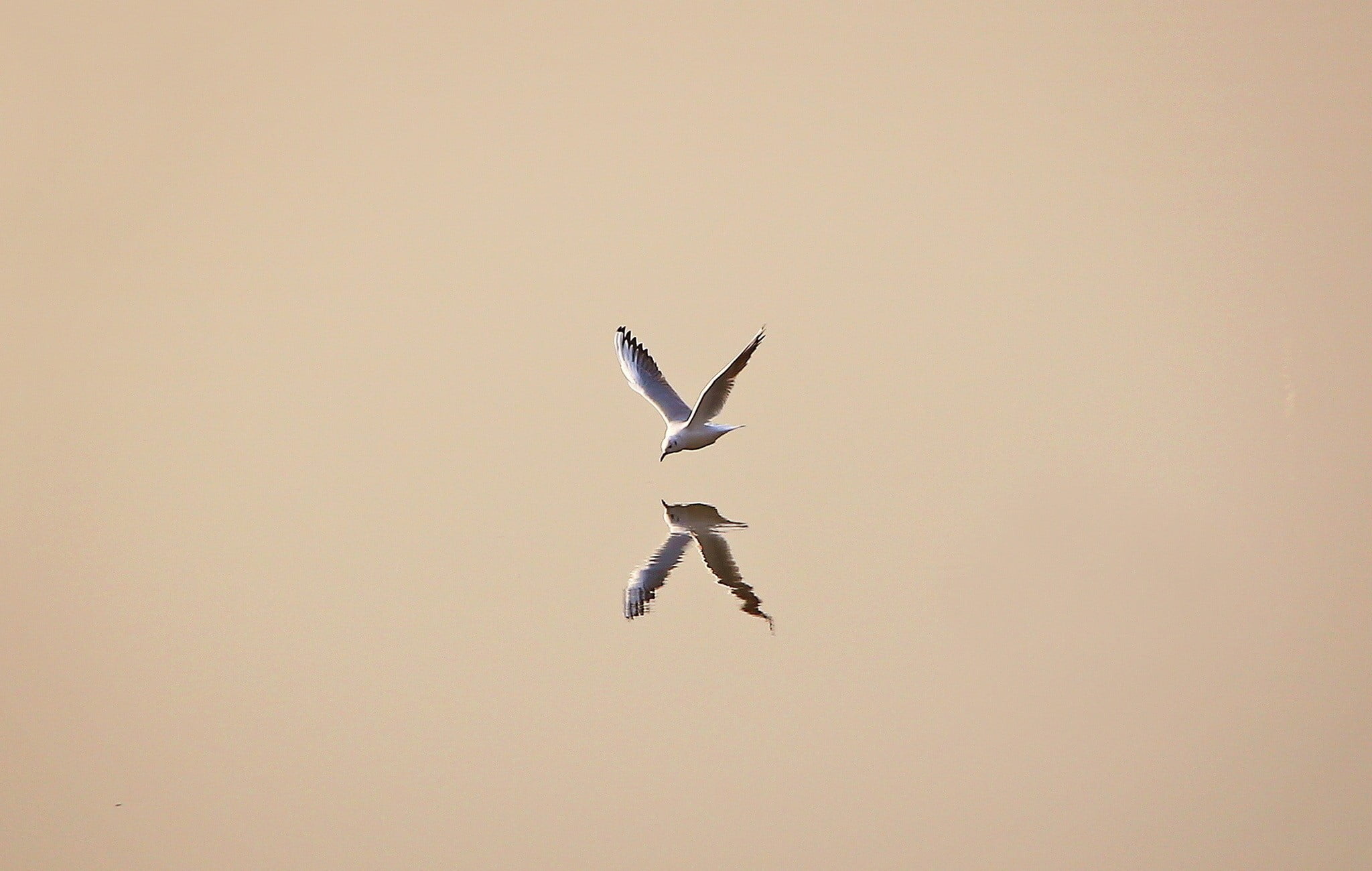 illustration of white bird with reflection, minimalism, simple background, animals, birds