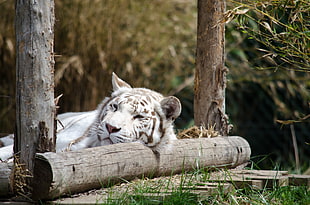white and gray tiger, tiger, white, white tigers, animals HD wallpaper
