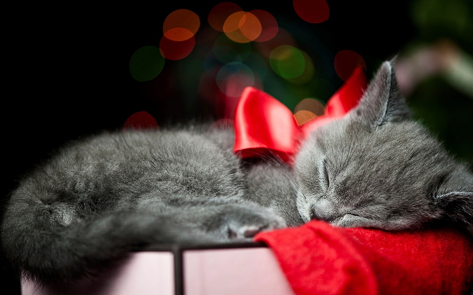gray tabby cat HD wallpaper