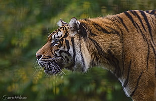 depth of field photography of tiger