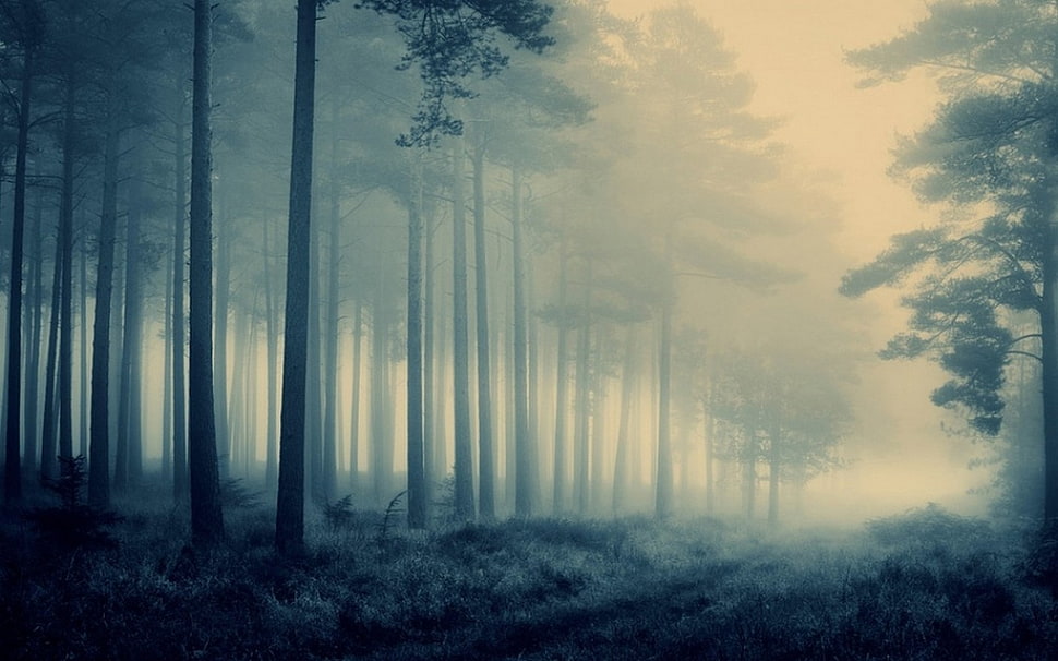 green leafed trees, nature, landscape, path, forest HD wallpaper