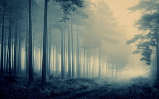 green leafed trees, nature, landscape, path, forest