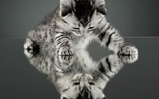 silver tabby kitten, nature, cat, kittens, reflection