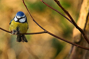 close-up photo of yellow and blue bird, blue tit