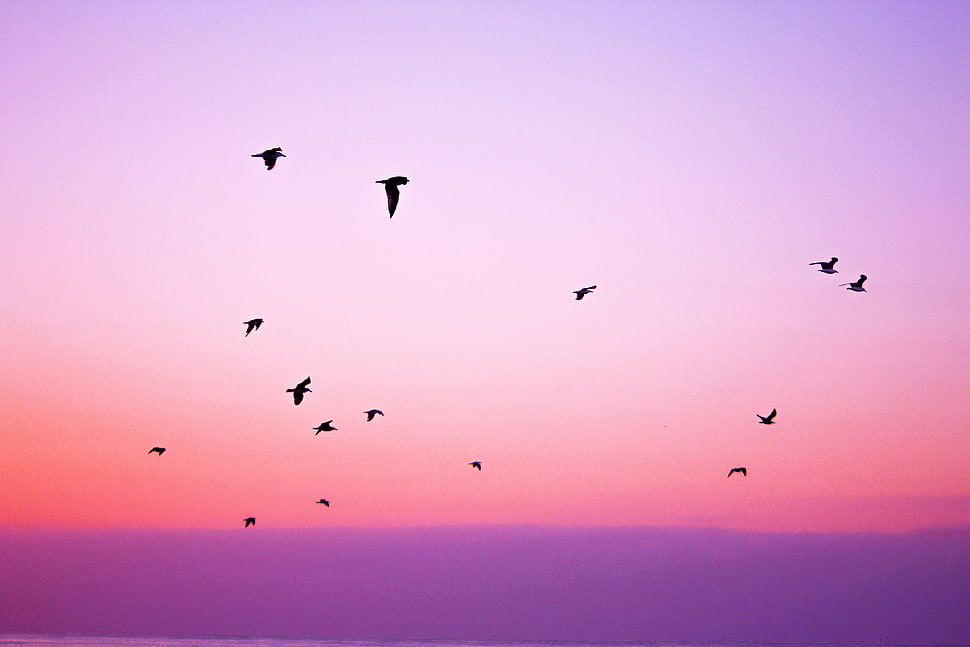 flock of birds, Birds, Sky, Flight HD wallpaper