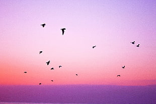 flock of birds, Birds, Sky, Flight