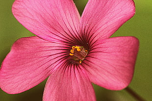 close up photo of purple 5-petaled flower