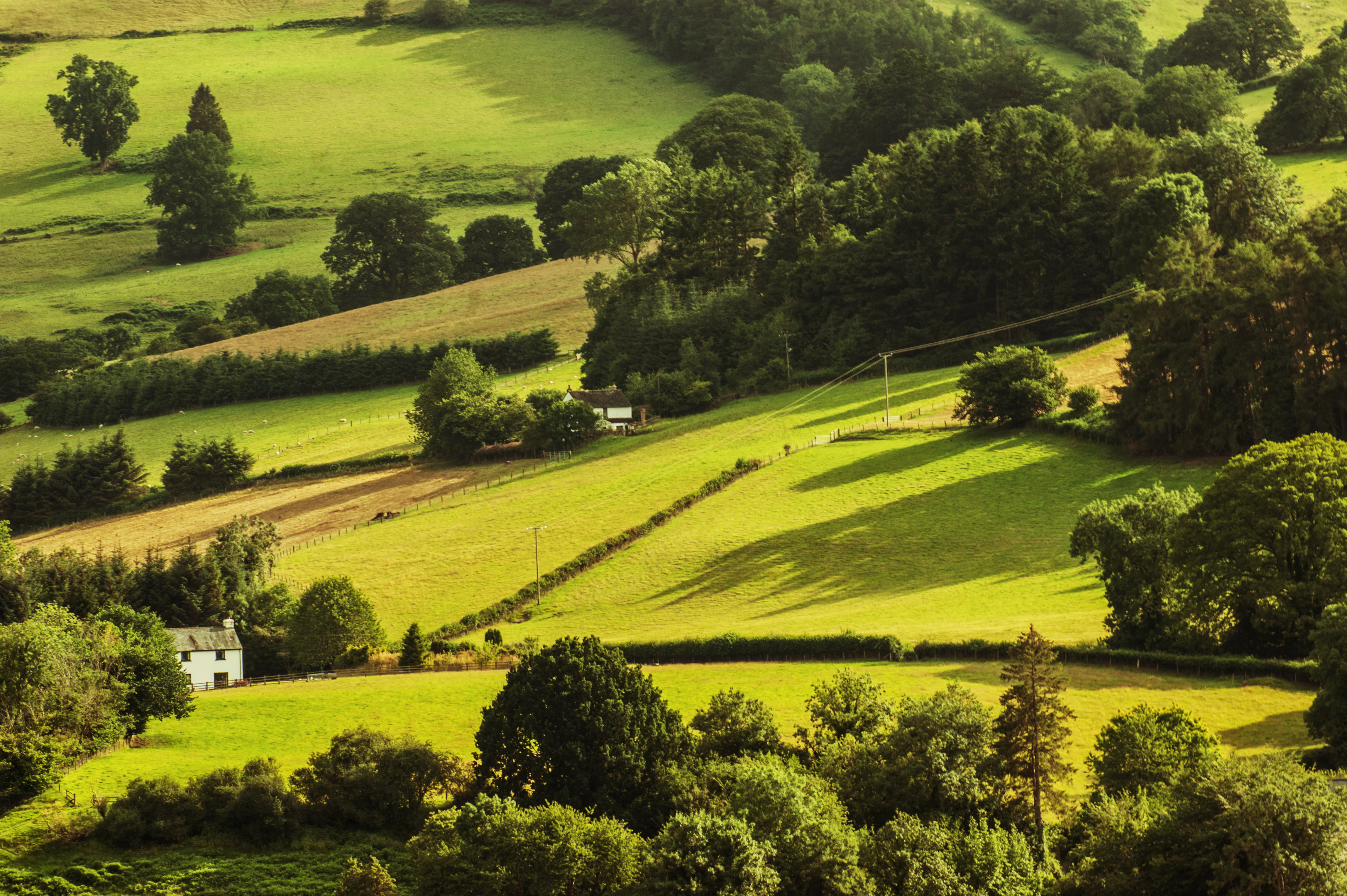 Green grass field surrounded by green trees HD wallpaper | Wallpaper Flare