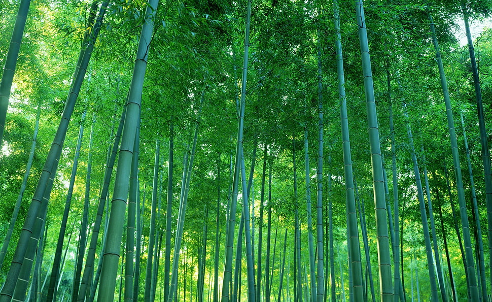 green bamboos, photography, nature, trees, bamboo HD wallpaper