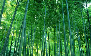 green bamboos, photography, nature, trees, bamboo HD wallpaper