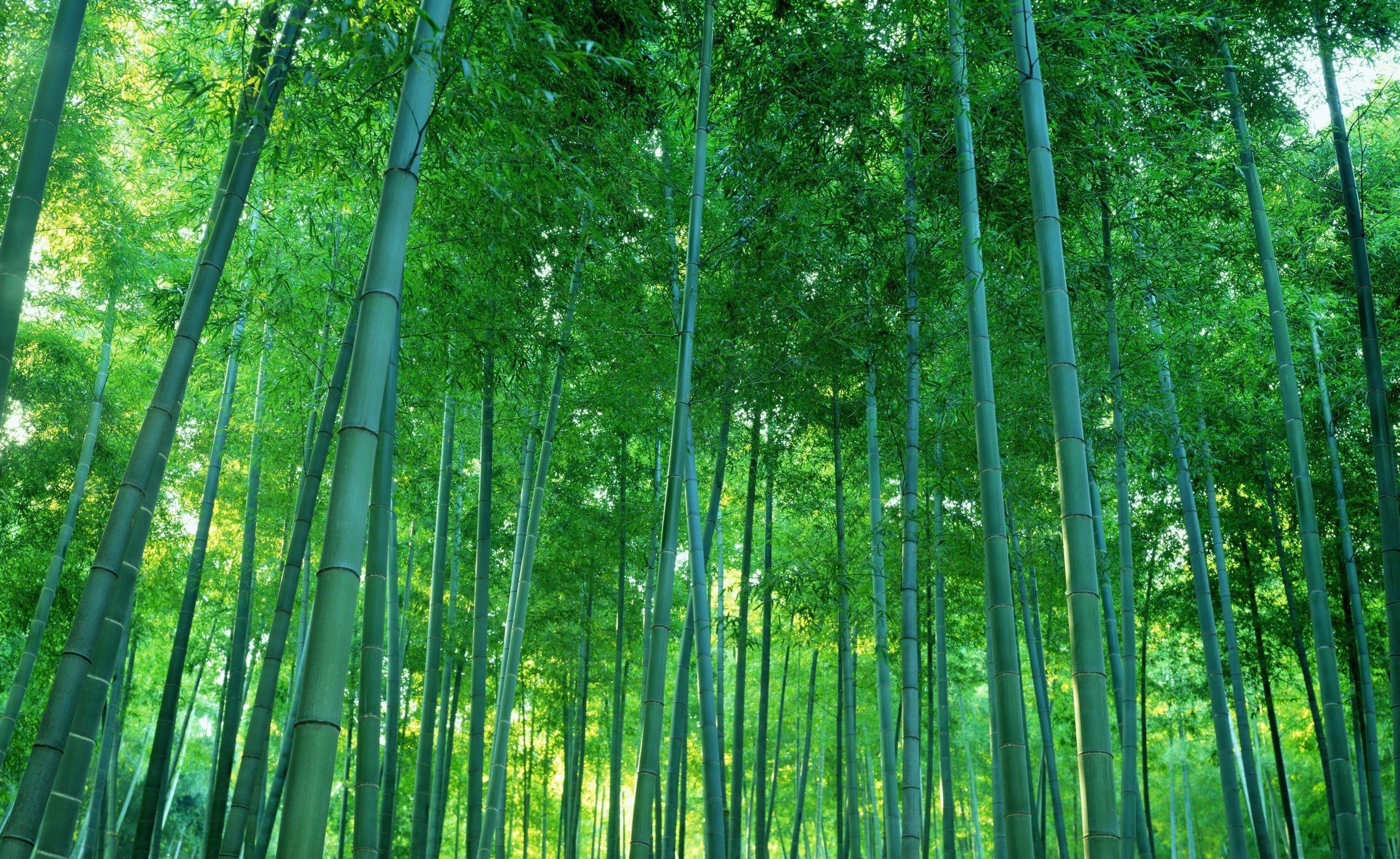 green bamboos, photography, nature, trees, bamboo