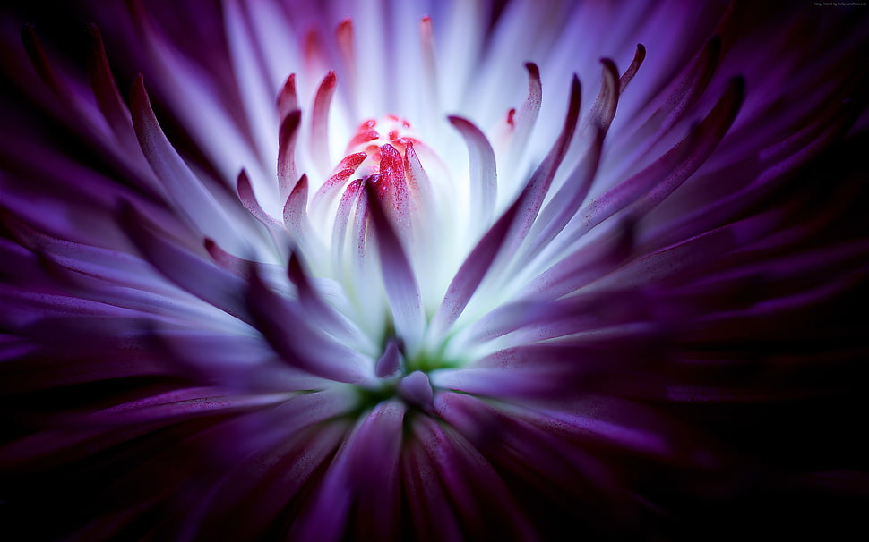 close up photo of purple petaled flower HD wallpaper
