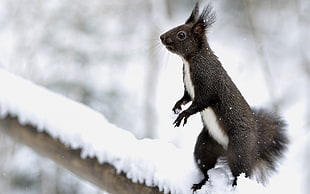 shallow focus of brown and white squirrel on white snow