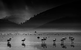 flock of flamingo on the seashore, flamingos
