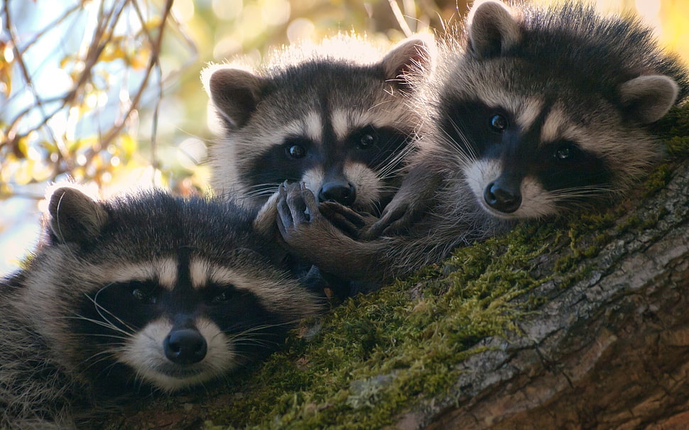 three Racoon Laying on atree trunk HD wallpaper