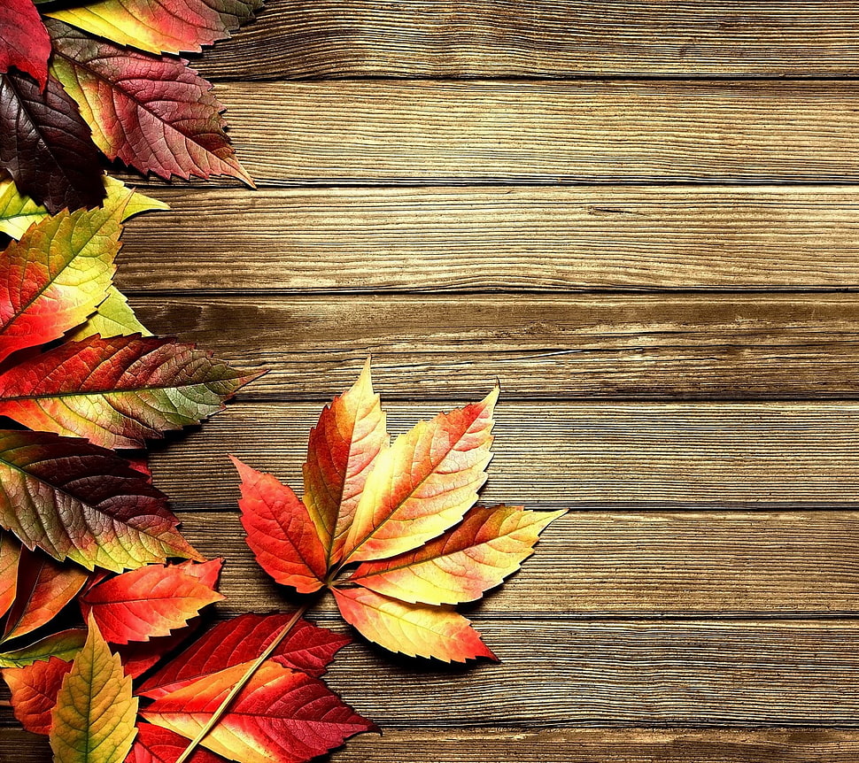 orange and red maple leaf, nature, fall HD wallpaper