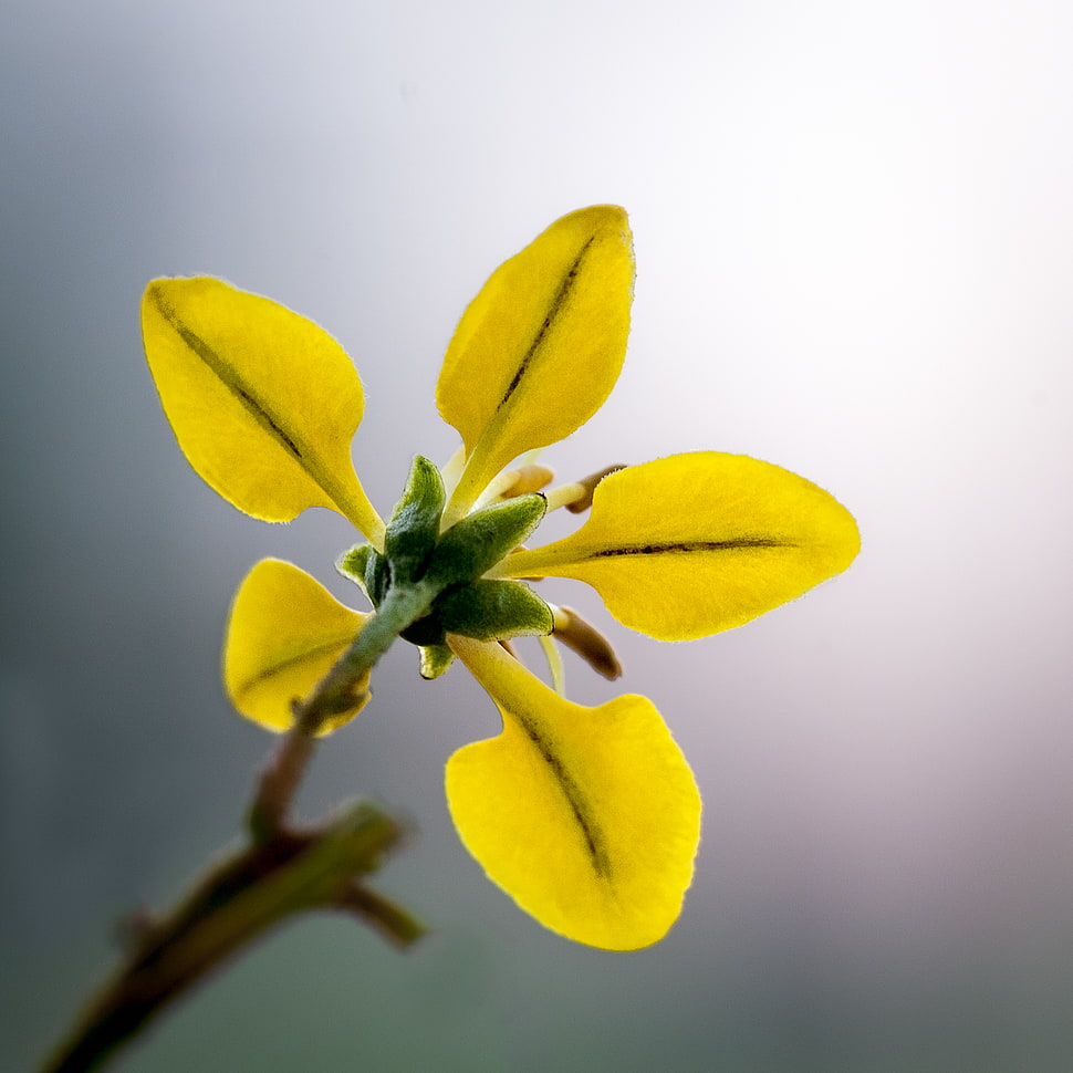 Close Up Photo of Yellow 5 Petal Flower HD wallpaper