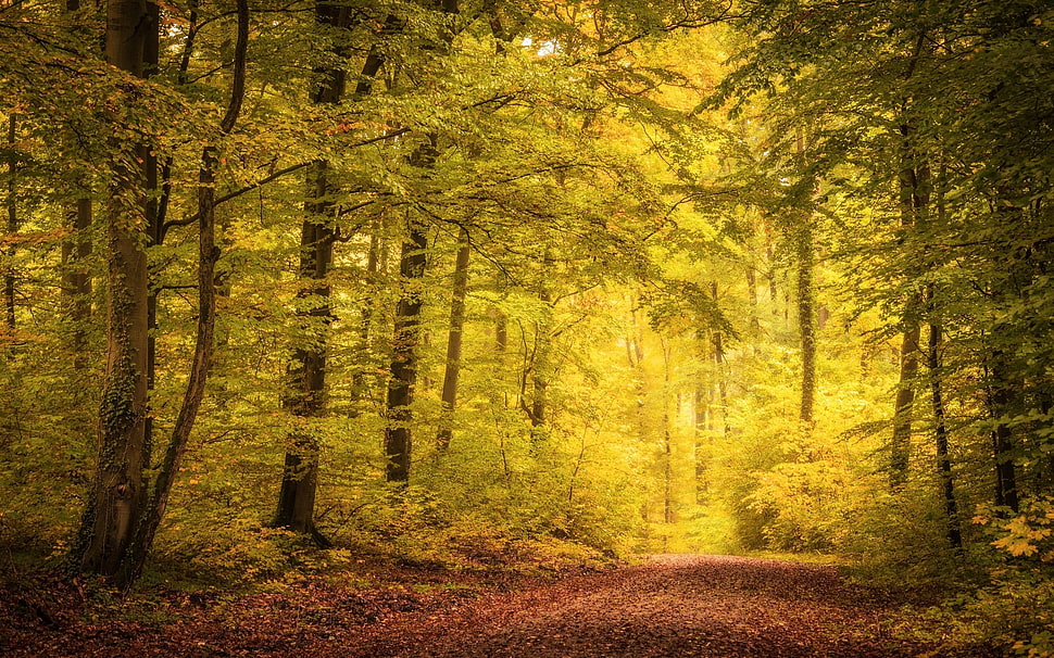 green forest during daytime HD wallpaper