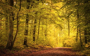 green forest during daytime