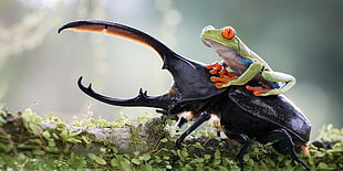 green tree frog on top of elephant stag beetle on top of brown log with moss selective focus photography HD wallpaper