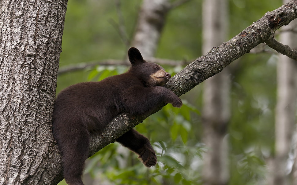 black bear sleeping on tree trunk HD wallpaper
