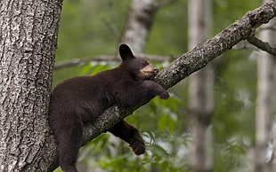 black bear sleeping on tree trunk