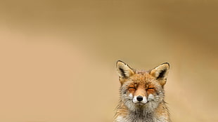 gray fox, animals, fox, smiling, simple background