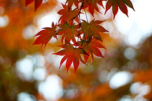 red leaf tilt-angled photography, japanese maple HD wallpaper