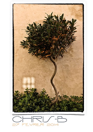 green leafed tree, Saint Tropez, trees, plants HD wallpaper