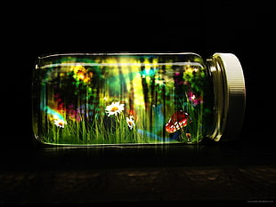 mason jar, jars, magic, life, mushroom HD wallpaper