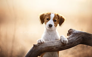 short-coated white and brown dog, dog, animals, puppies